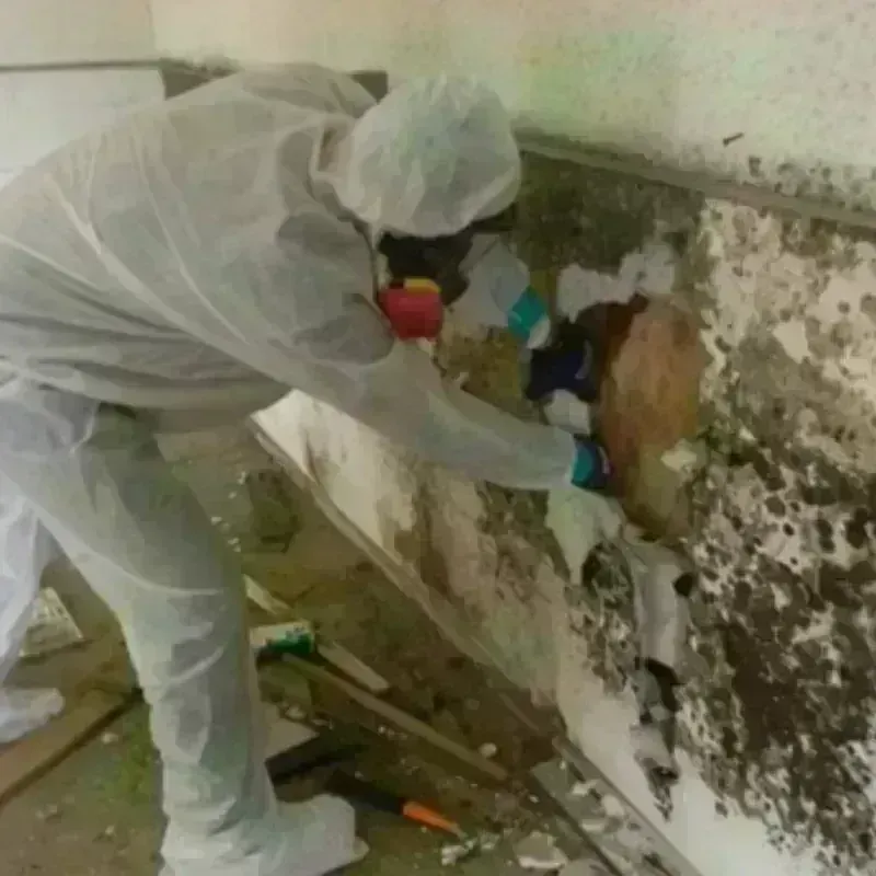 Mold Remediation and Removal in Brusly, LA